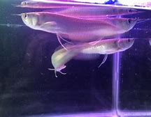 Slot Baru Ikan Arwana Silver Albino Terbesar