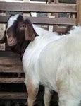 Ternak Kambing Boer Di Jawa Tengah